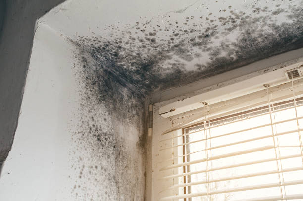 Affordable Mold Removal solutions in Warren, NJ